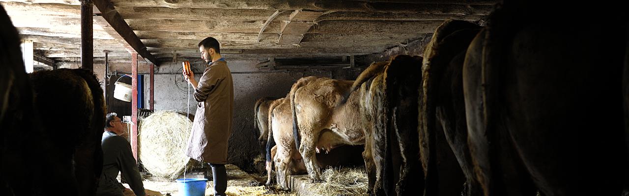 Vétérinaire dans une exploitation bovine