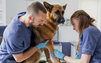 vétérinaires et chien berger allemand