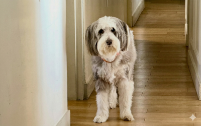 Chien dans les locaux de l'Ordre