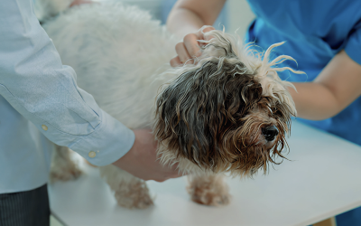 Associations de protection animale