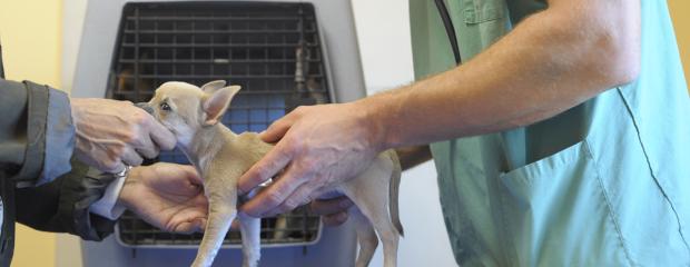 Vétérinaire et propriétaire s'occupant d'un petit chien