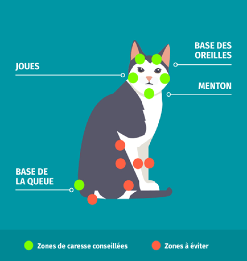 Zones de caresses chez le chat