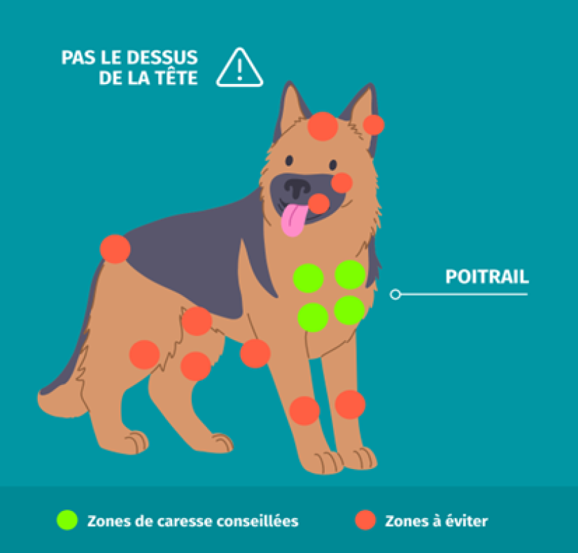 Zones à caresser chez le chien